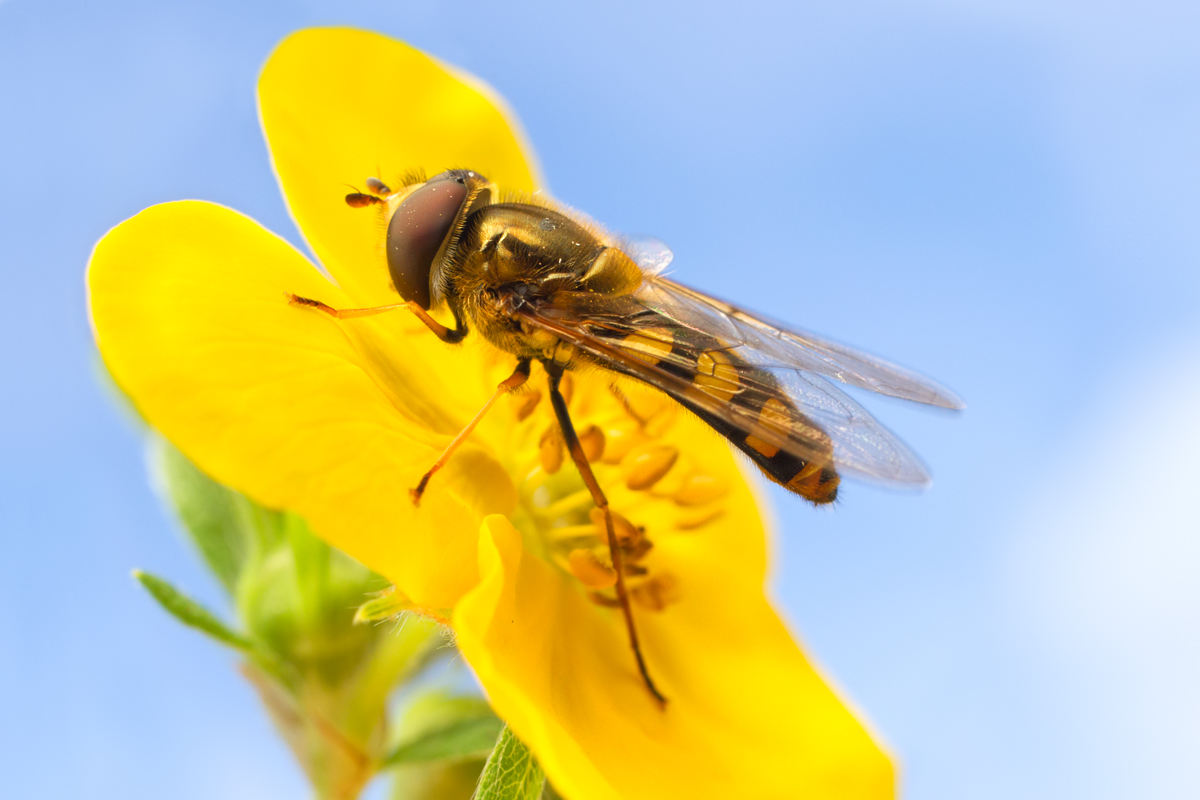 Hoverfly on Potentilla flower